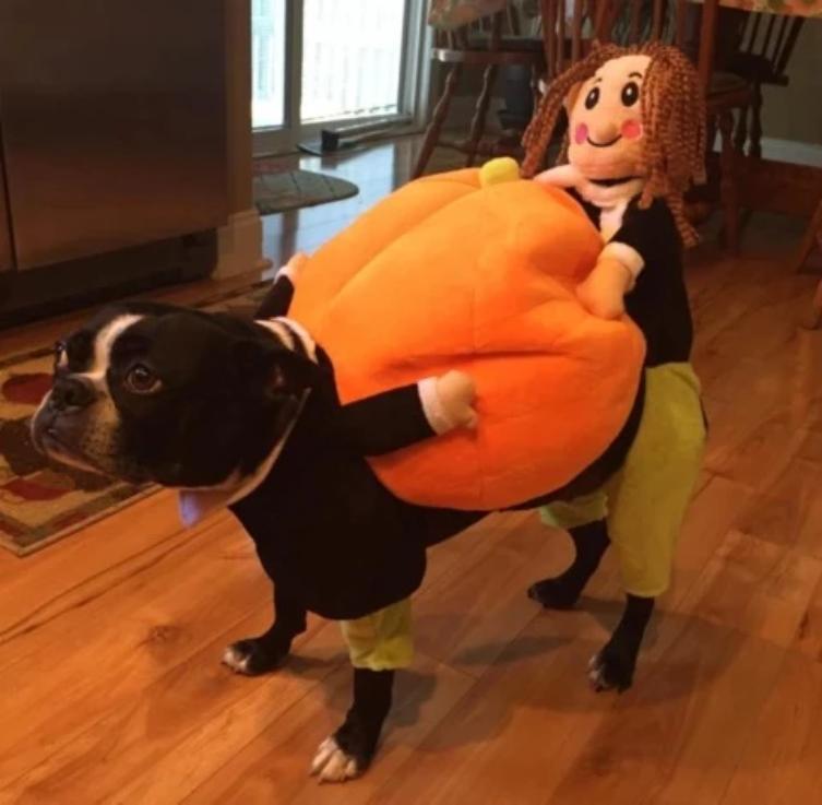 Fun Pet Costume