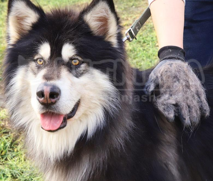 Pet Shedding & Grooming Glove