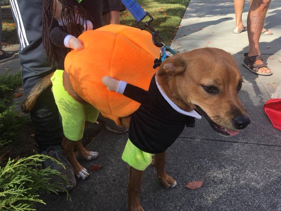 Fun Pet Costume