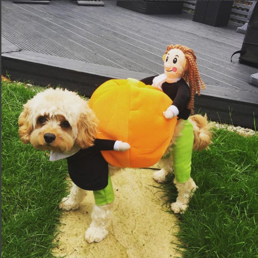 Fun Pet Costume